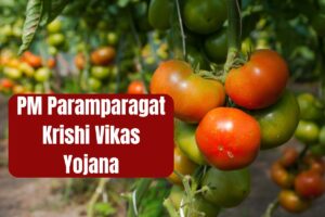 PM ⁠Paramparagat Krishi Vikas Yojana 2025: Benefits, Eligibility, How To Apply